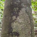 Funtumia africana Ŝelo