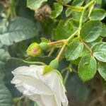 Rosa arvensis Flower