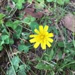 Hieracium venosum 花