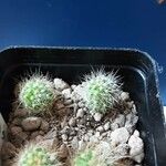Haageocereus multangularis Hoja