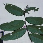 Hirtella margae Leaf