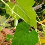 Melothria scabra Fruit