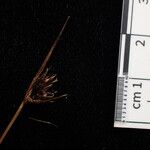 Juncus duthiei Frukt