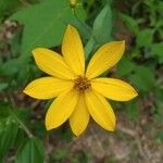 Coreopsis major Květ