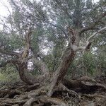 Quercus chrysolepis Kabuk