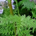 Phacelia tanacetifolia Φύλλο