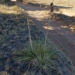 Yucca campestris Leaf