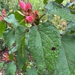 Cistus populifolius Likasa