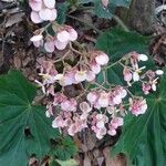 Begonia obliqua Kvet