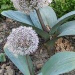 Allium karataviense 整株植物