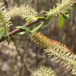 Salix eriocephala 花