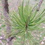 Pinus bungeana Liść