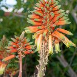 Aloe x delaetiiBlüte