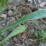 Gnaphalium sylvaticum Leaf