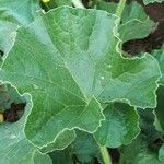 Cucumis melo Likasa