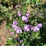 Westringia fruticosa Fleur