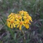 Senecio ampullaceus Кветка