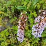 Buddleja japonicaFlower