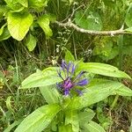 Centaurea montana Flower