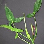 Philodendron deltoideum