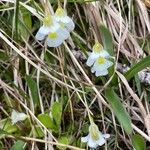 Pinguicula alpina Kwiat