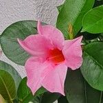 Mandevilla laxa Blomst