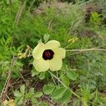 Hibiscus cannabinus Кветка