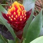 Guzmania conifera Floare