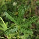 Potentilla pyrenaica Leaf