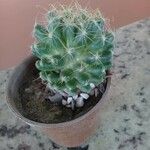 Echinocereus viridiflorus Ліст