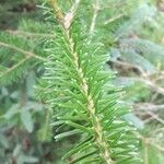 Abies balsamea 叶