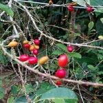 Erythroxylum coca Fruto