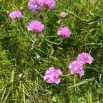 Armeria alpinaFlower