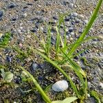 Puccinellia distans Feuille