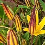 Bloomeria humilis Flor