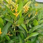 Heliconia psittacorum 葉