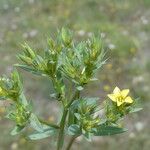 Linum strictum Folla