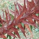 Araucaria angustifolia Foglia
