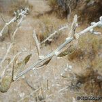 Grayia spinosa Fruto