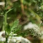 Achillea ligustica برگ