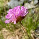 Armeria alpina Çiçek