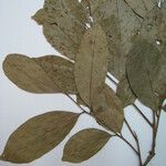 Trichilia euneura Otro