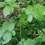 Rubus polonicus Leaf