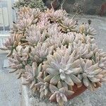 Dudleya greeneiЛіст