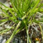 Drosophyllum lusitanicum পাতা