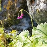 Primula matthioli Flower