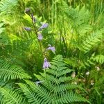 Lobelia urens Flower