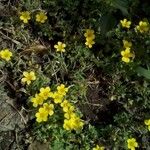 Oxalis bisfracta Çiçek