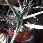 Aloe veraᱪᱷᱟᱹᱞᱤ