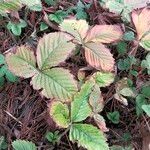 Fragaria moschata Folio